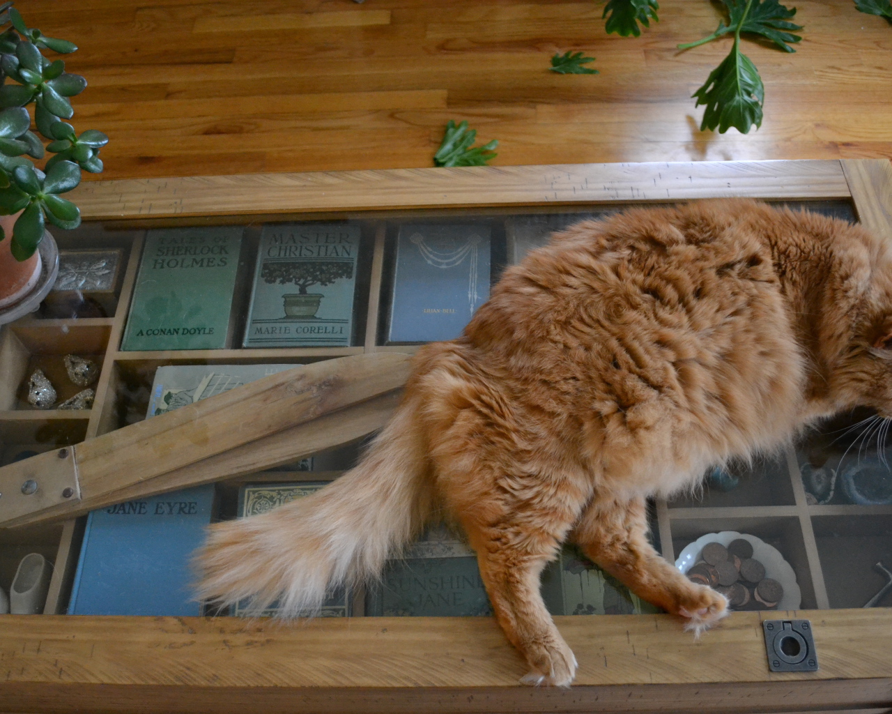 Толстый рыжий кот спит на столе