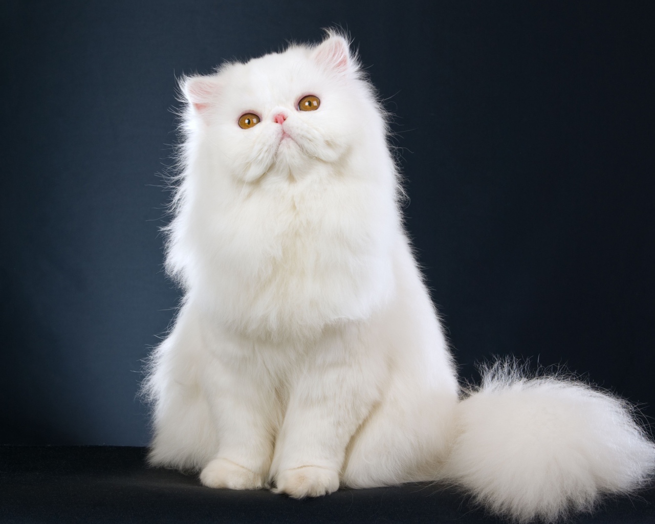 Пушистый белый кот смотрит вверх