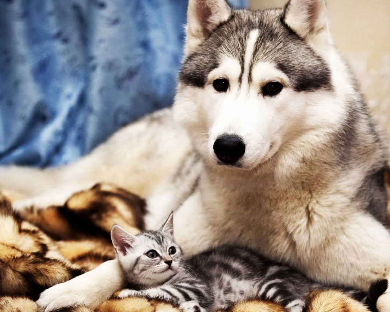 Большой пёс и маленький кот