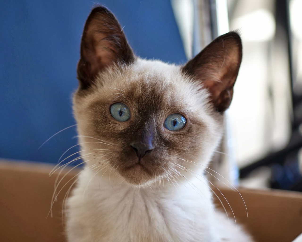 Маленький удивлённый сиамский кот