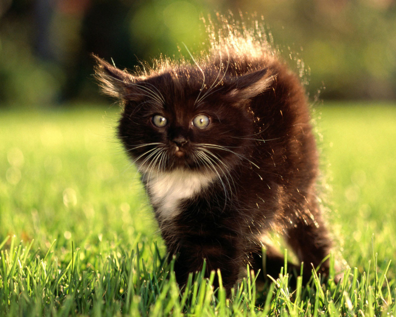 Маленький чёрный кот с белым пятнышком испугался