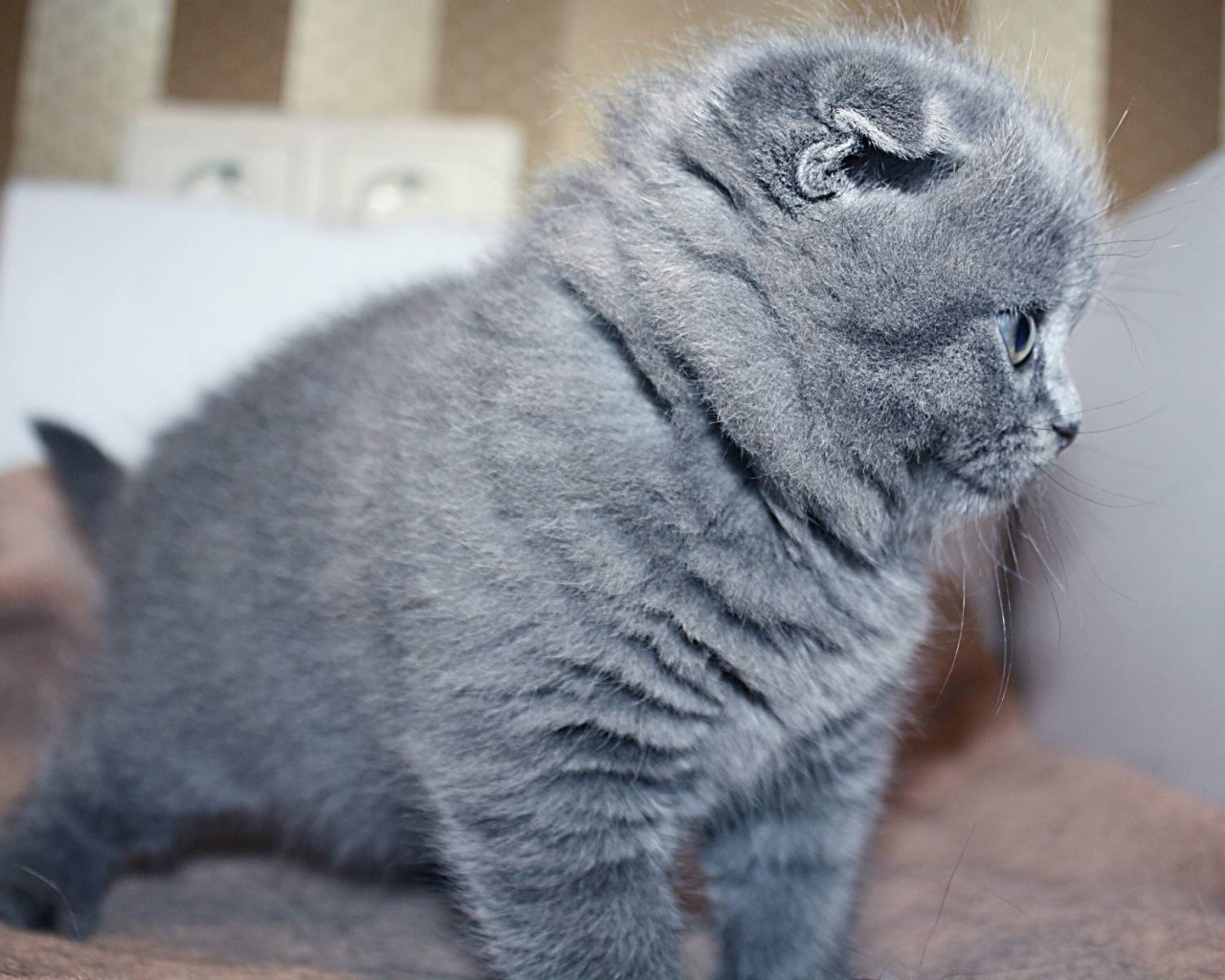 Маленький серый шотландский вислоухий кот