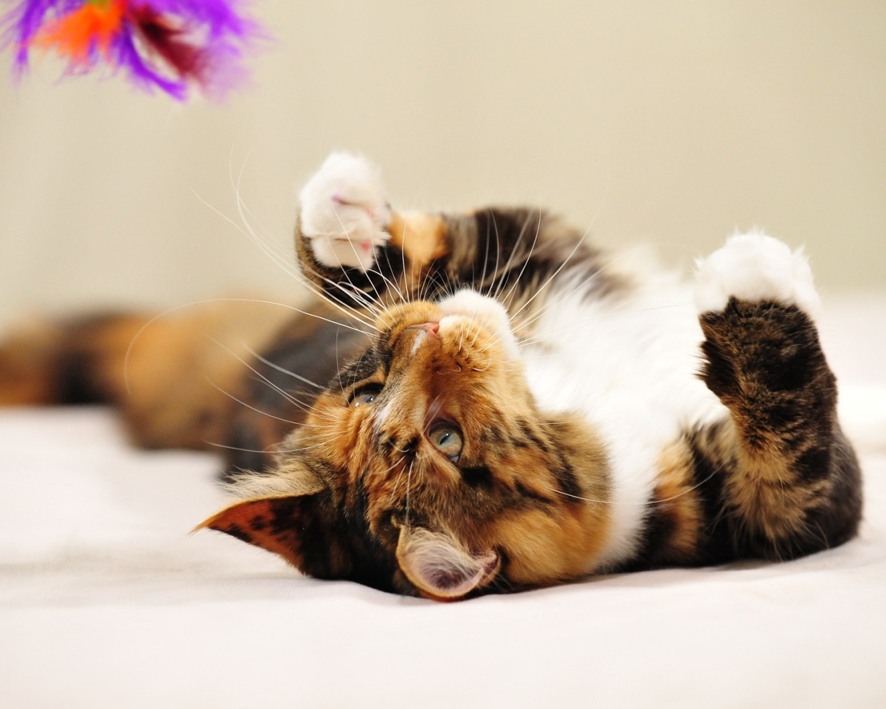 Молодой кот мейн-кун лёжа играет 