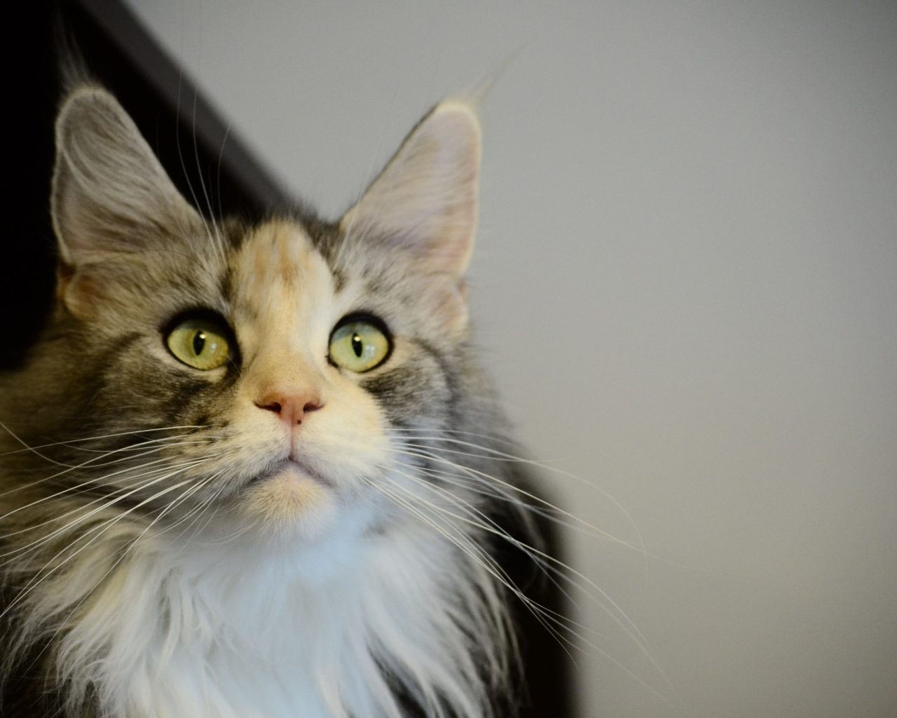 Молодой кот мейн-кун куда-то пристально смотрит