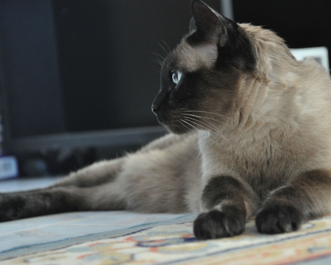 Взрослый сиамский кот отдыхает