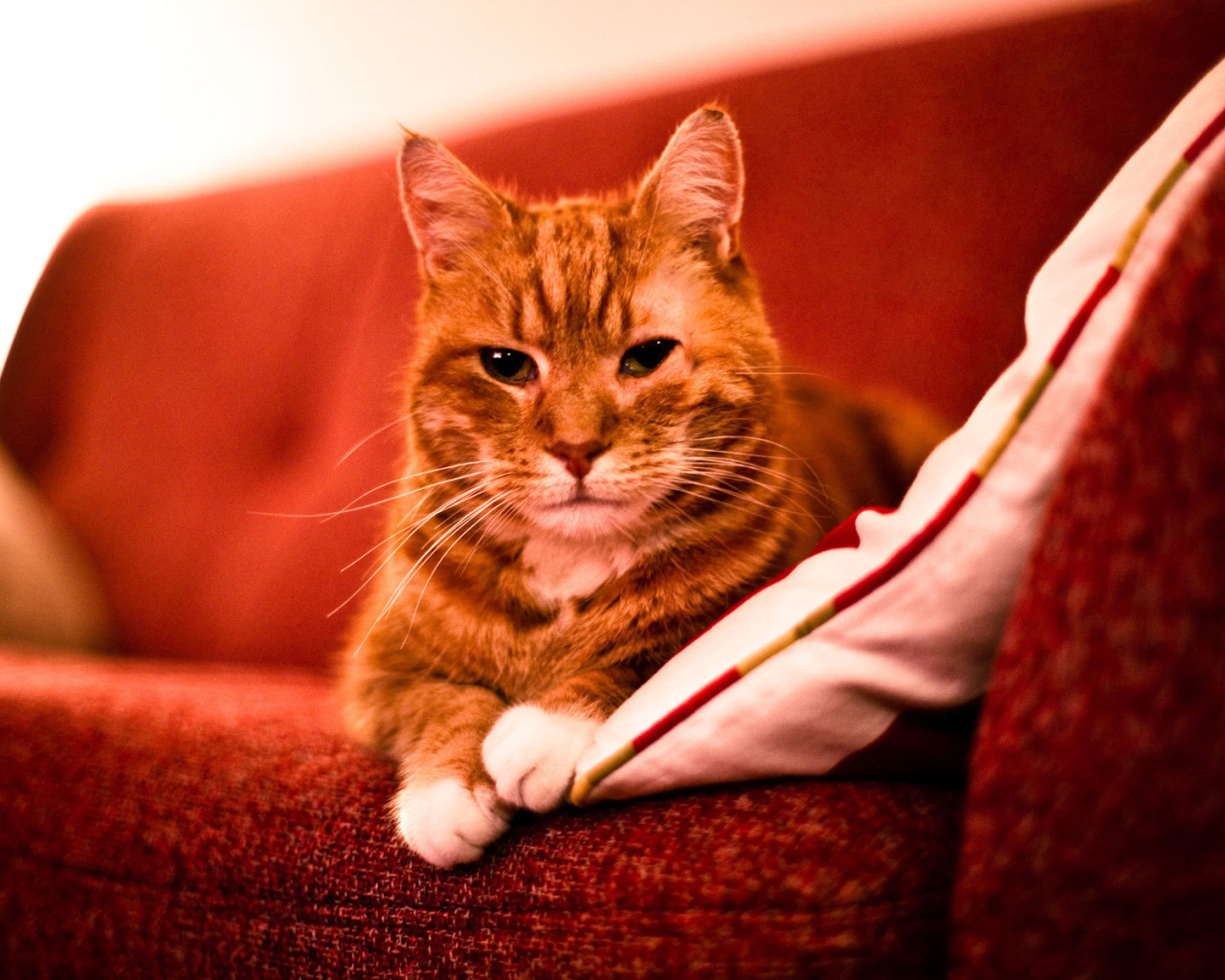 Adult red cat on a sofa