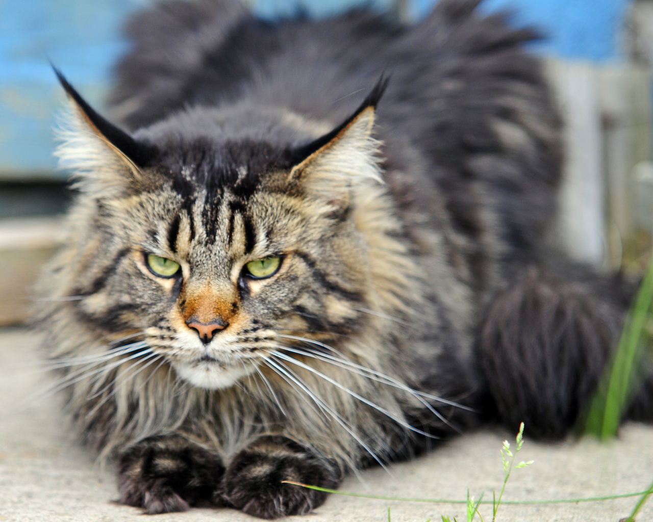 Angry but beautiful Maine Coon cat