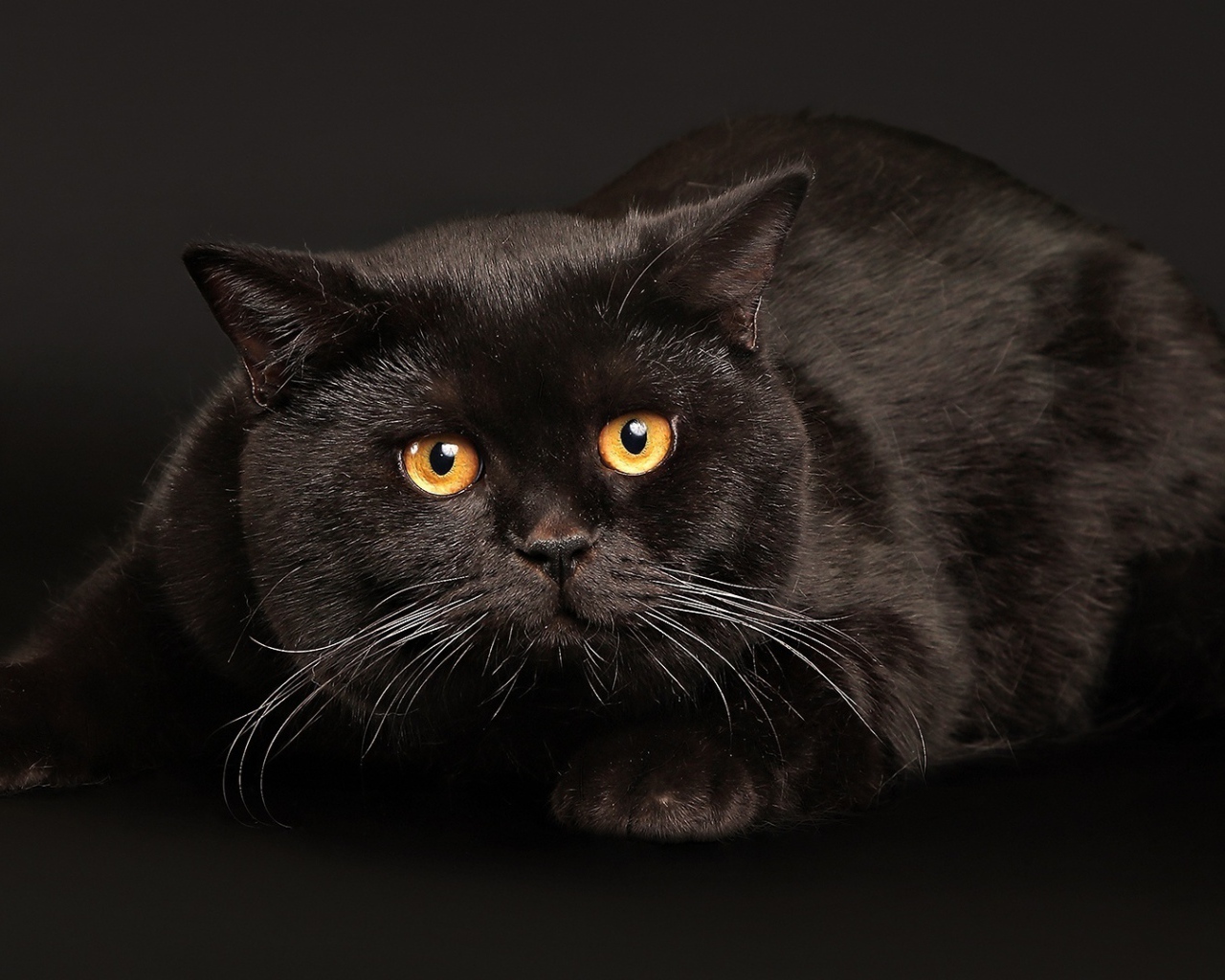Злой толстый чёрный кот