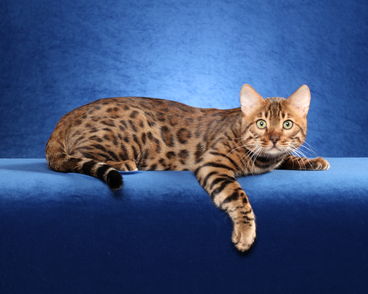 Красивый бенгальский кот на синем фоне