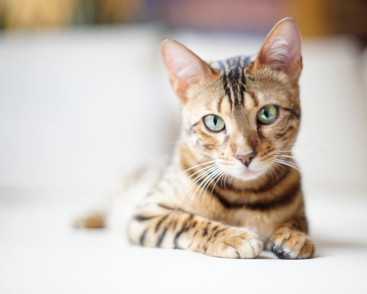 Красивый бенгальский кот на светлом фоне