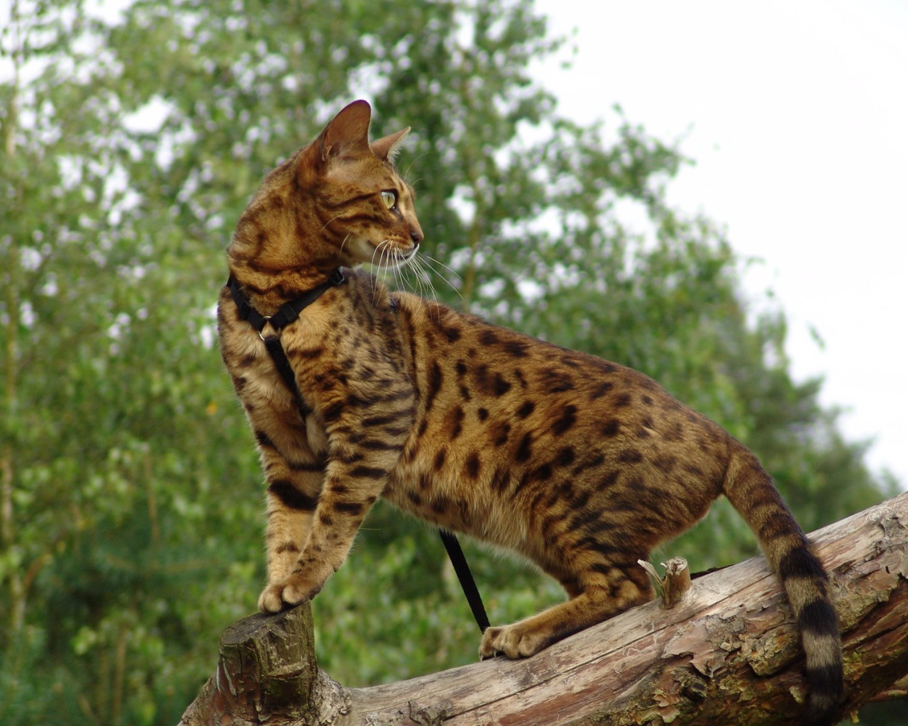 Красивый бенгальский кот на дереве