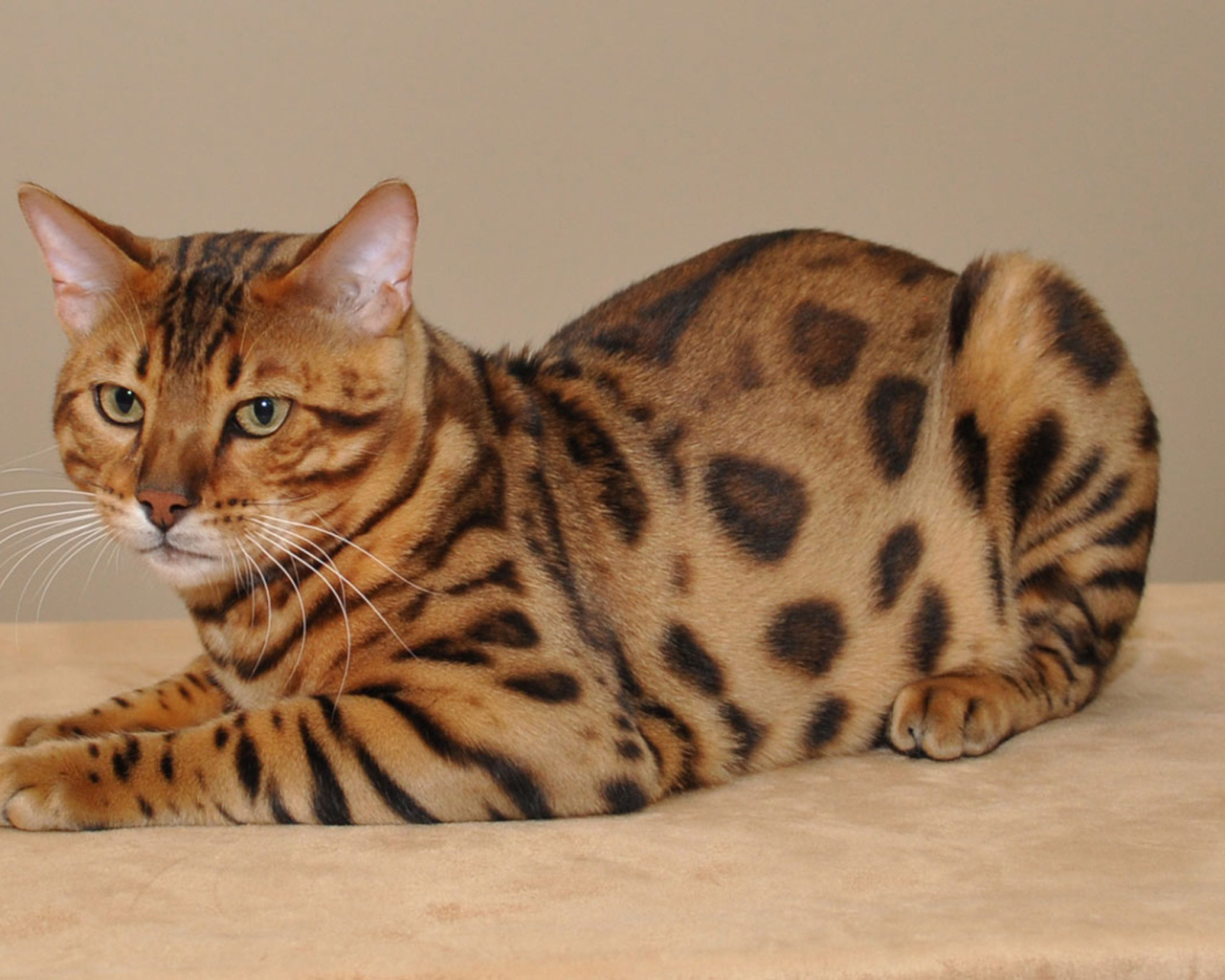Красивый бенгальский кот позирует