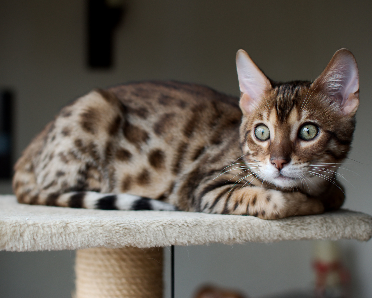 Красивый бенгальский кот кого-то увидел