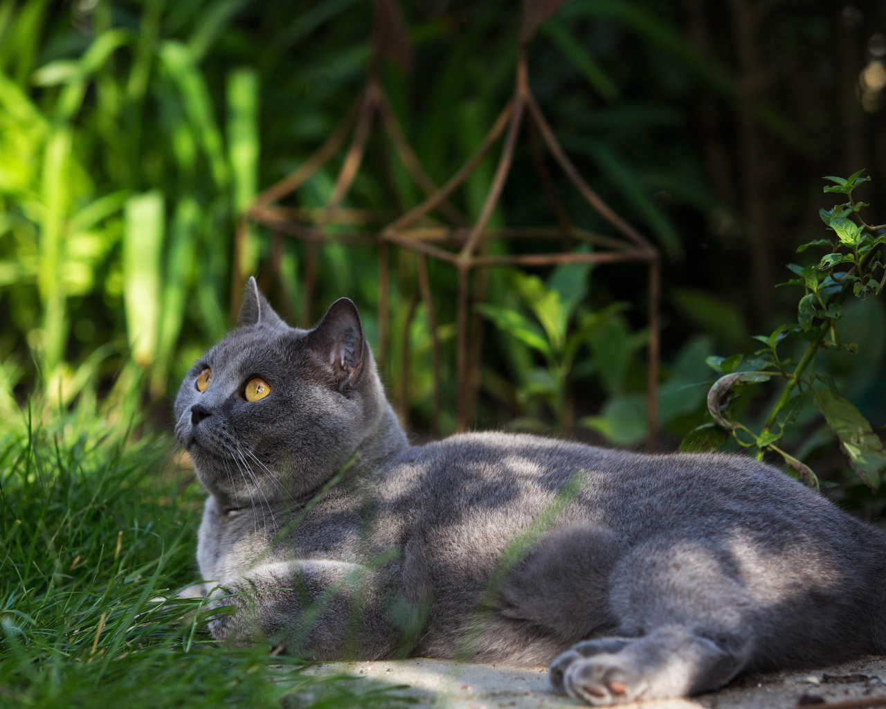 Красивый британский кот на траве