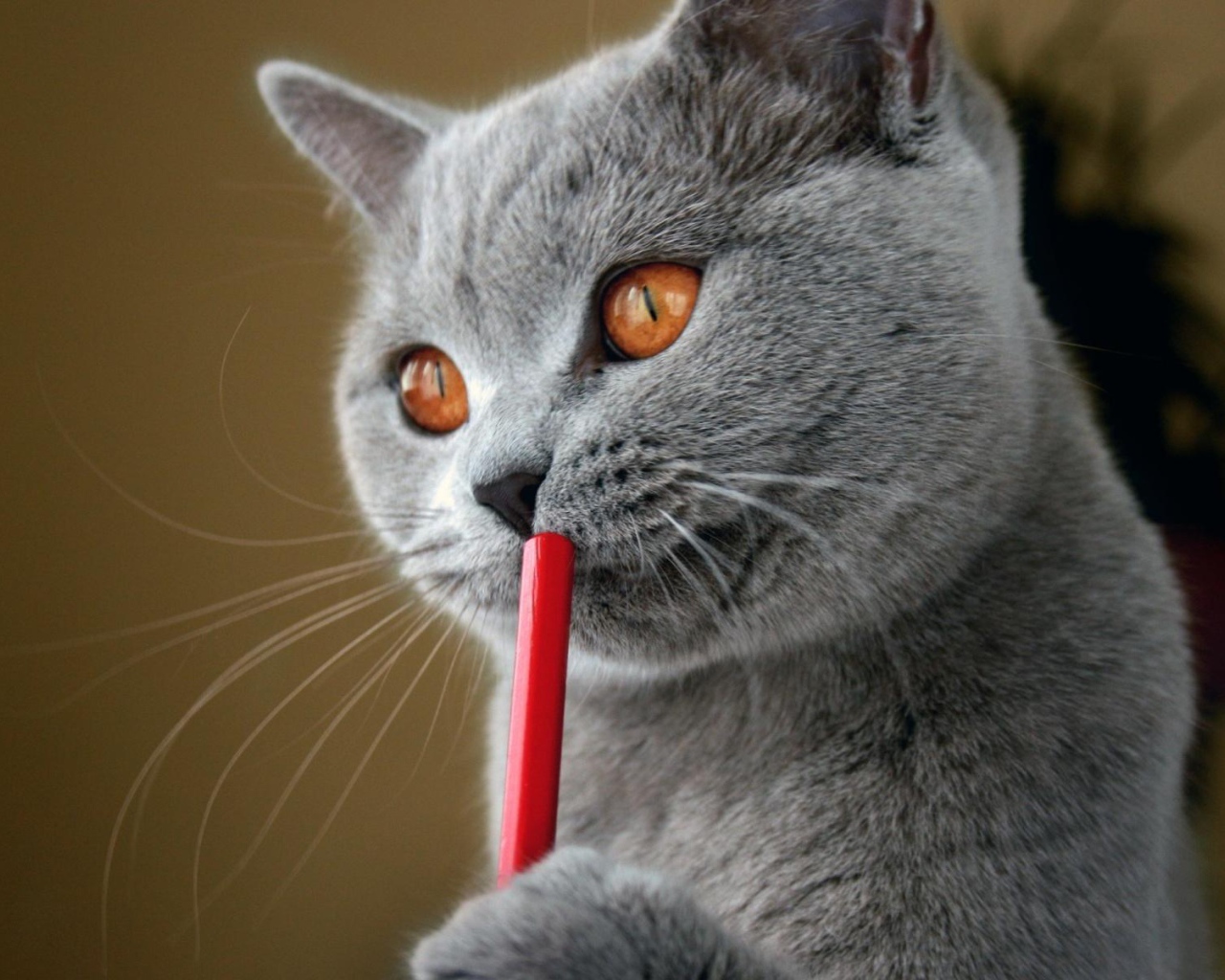 Красивый британский кот задумался