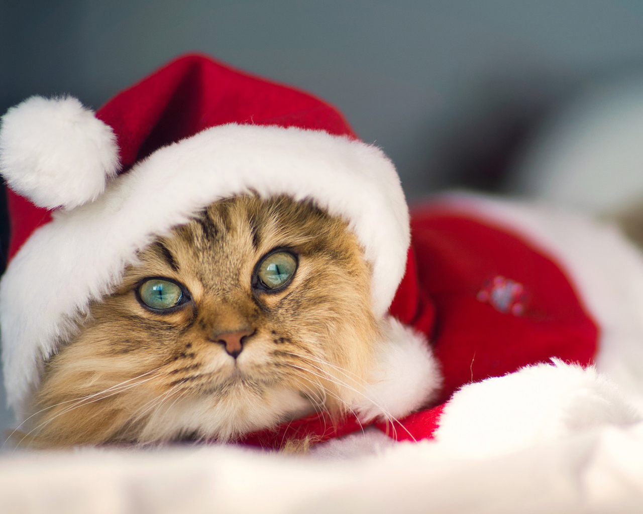 Красивый новогодний кот