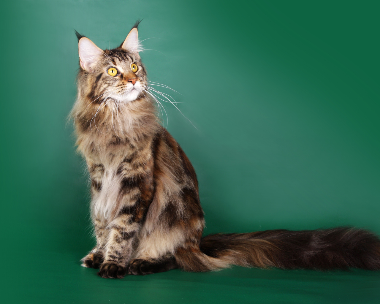 Красивый кот мейн-кун на зелёном фоне