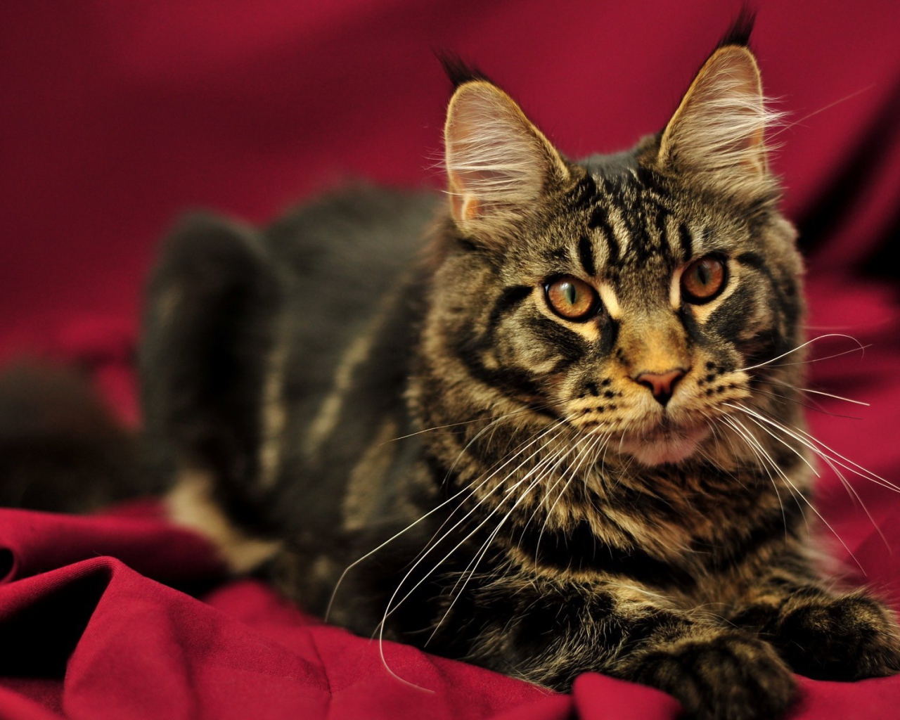 Красивый кот мейн-кун с коричневыми глазами