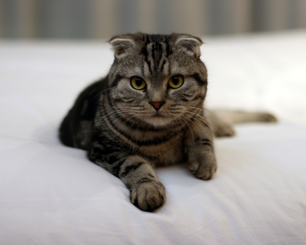 Красивый шотландский вислоухий кот с зелёными глазами в на кровати