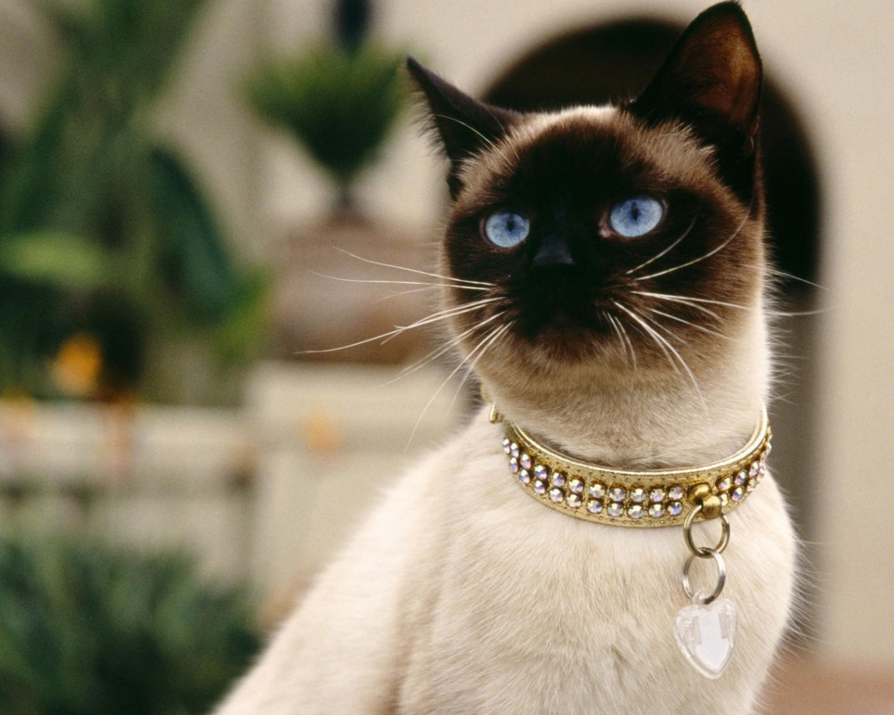 Красивый сиамский кот