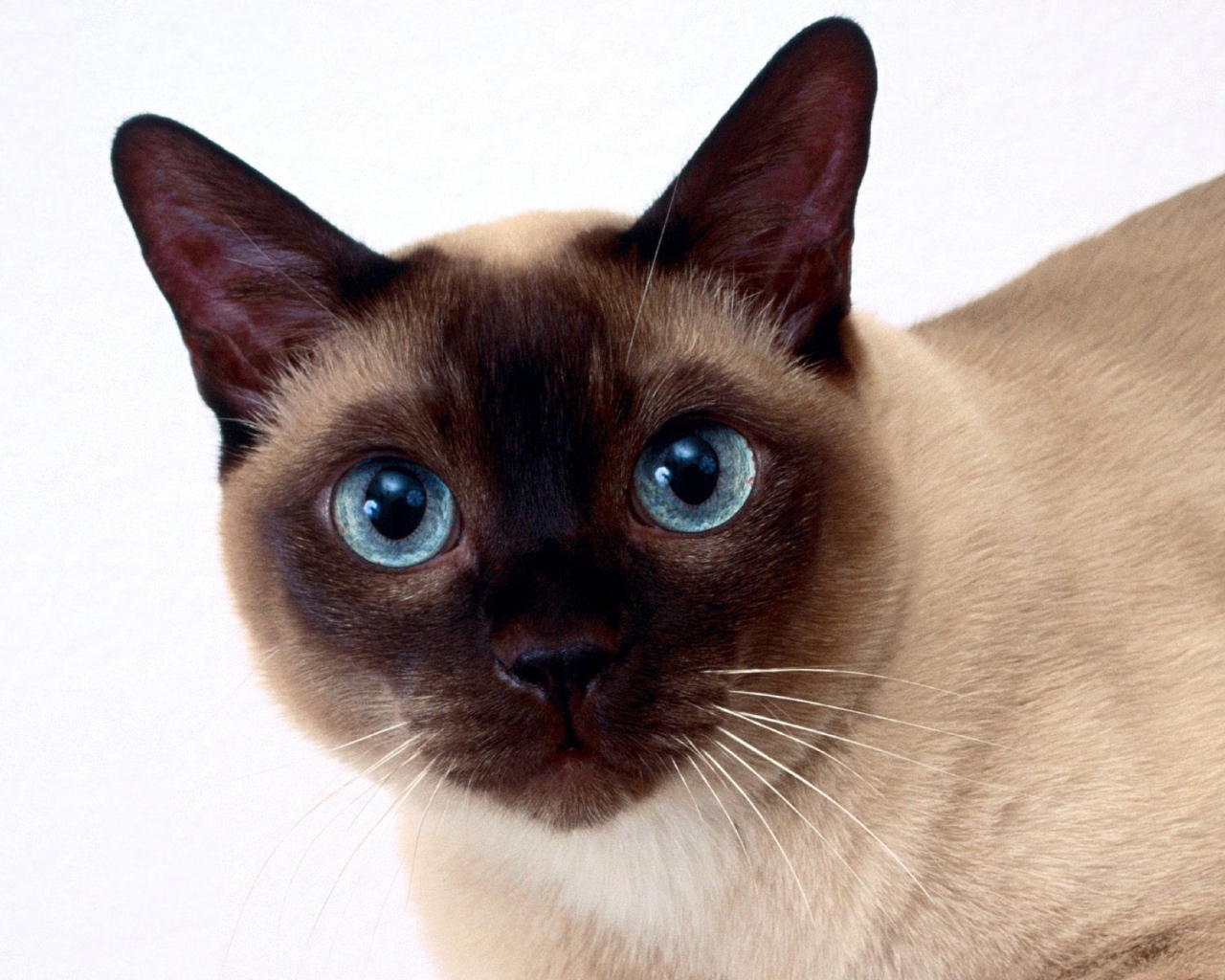 Beautiful Siamese cat closeup