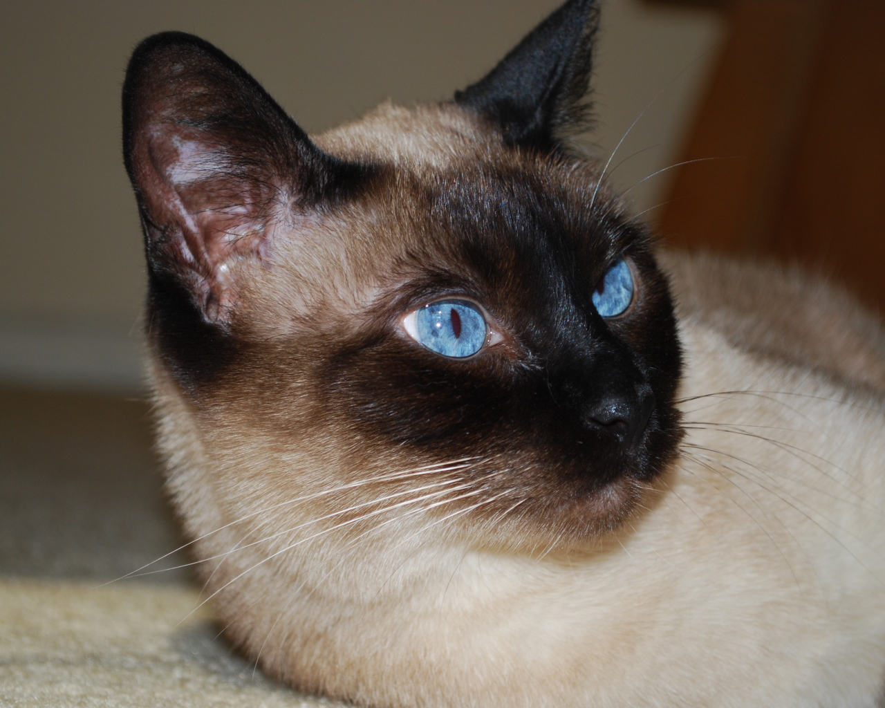 Красивый сиамский кот отдыхает