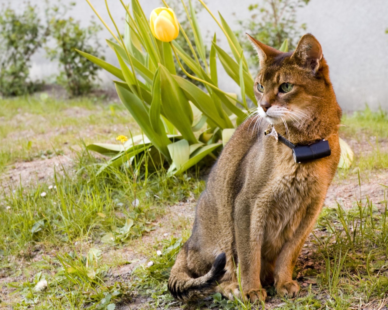 Красивая абиссинская кошка