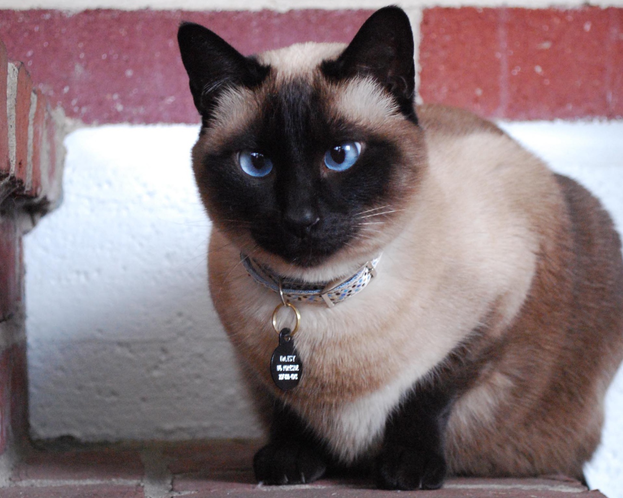 Голубоглазый красивый сиамский кот