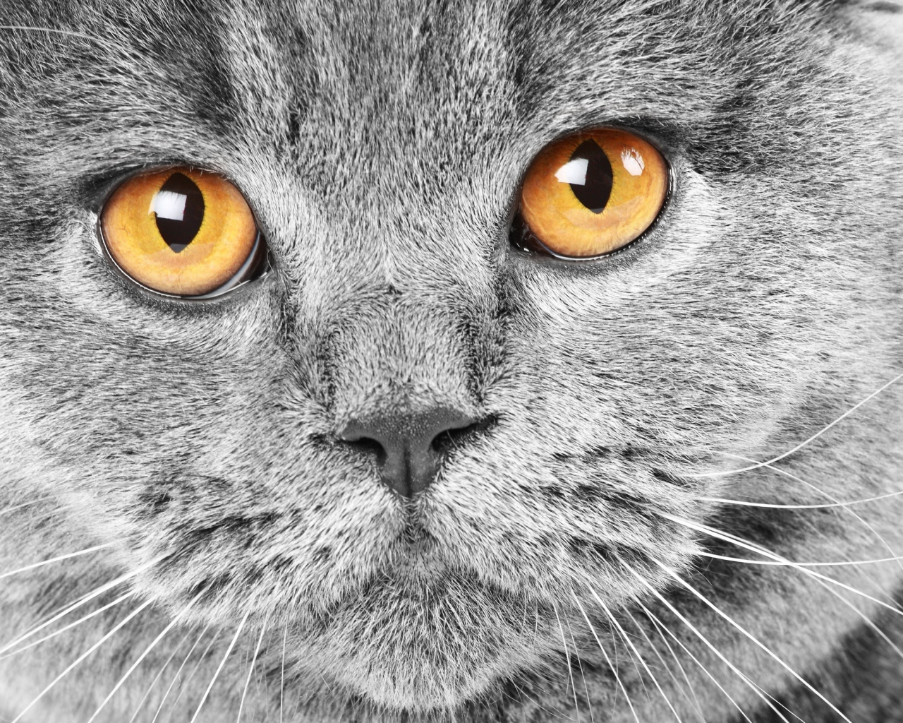 Красивый британский кот крупным планом