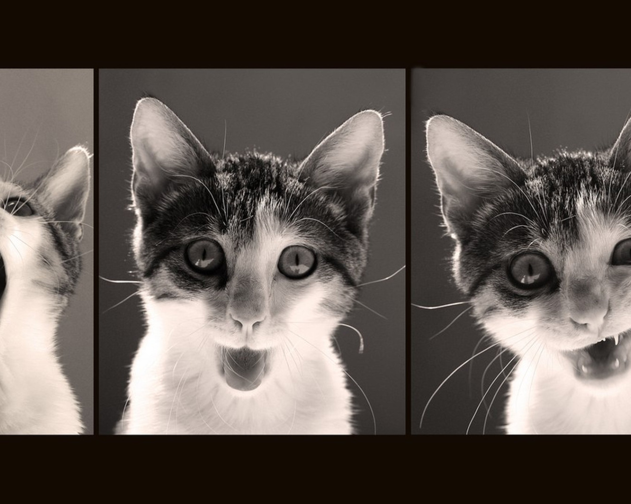 Красивый кот и его мимика