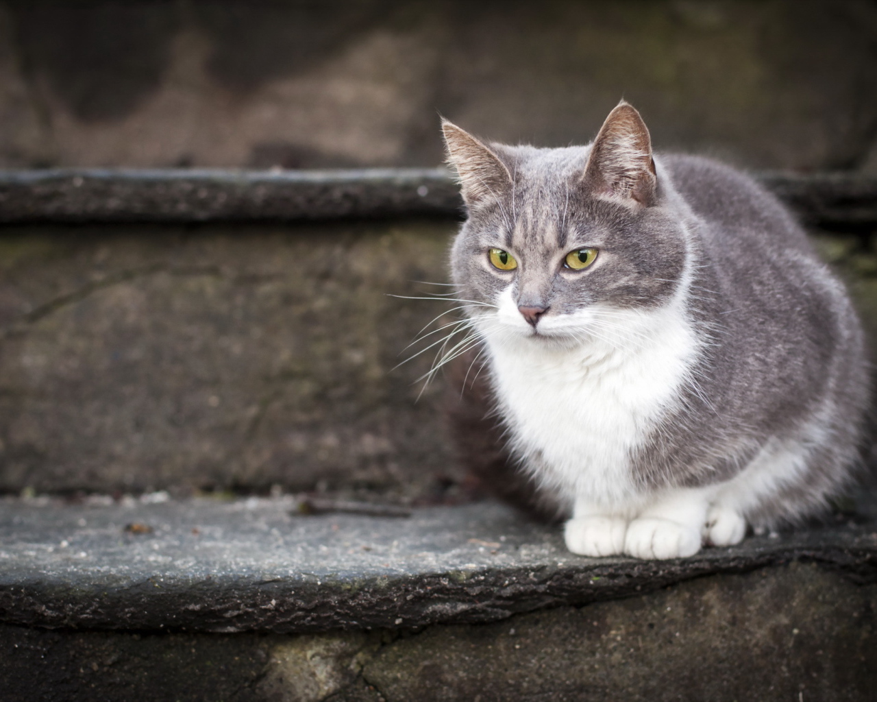 Красивый кот на ступеньках