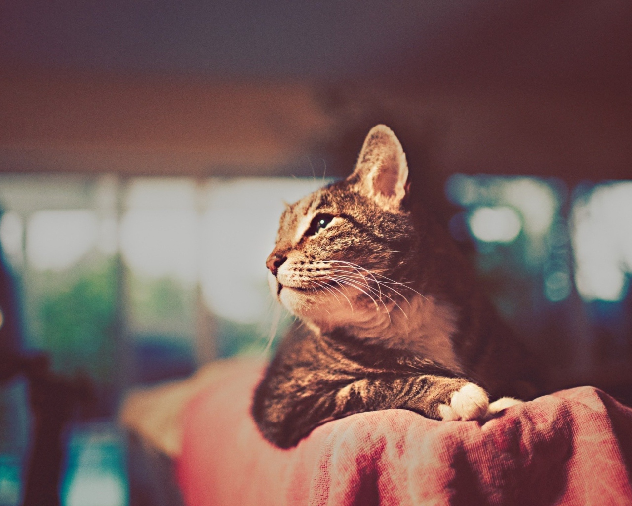 Красивый кот отдыхает