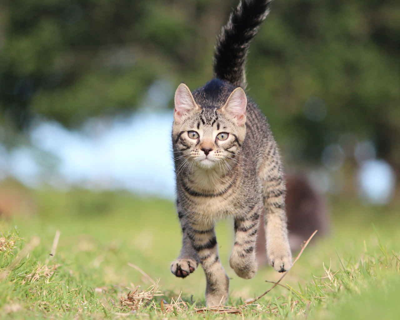 Красивый кот бежит к хозяину