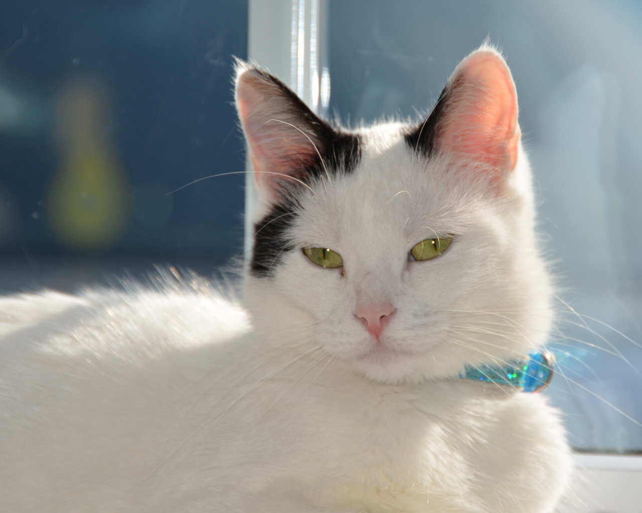 Красивый кот с голубым ошейником