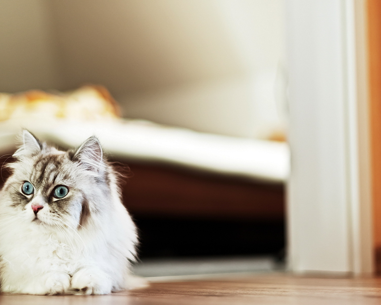 Пушистый красивый кот удивлённо смотрит