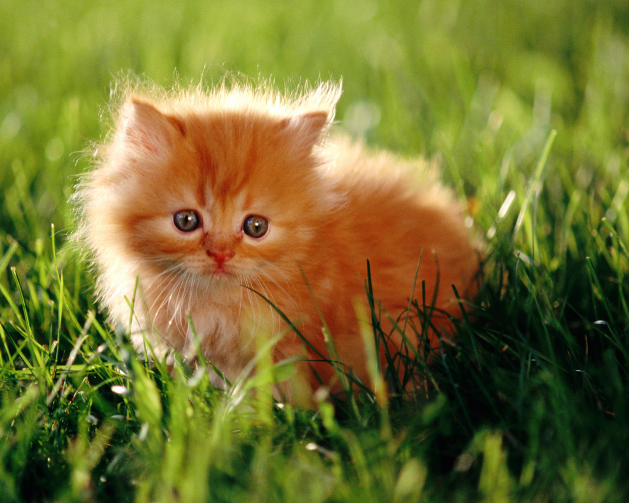 Красивый маленький рыжий кот на траве