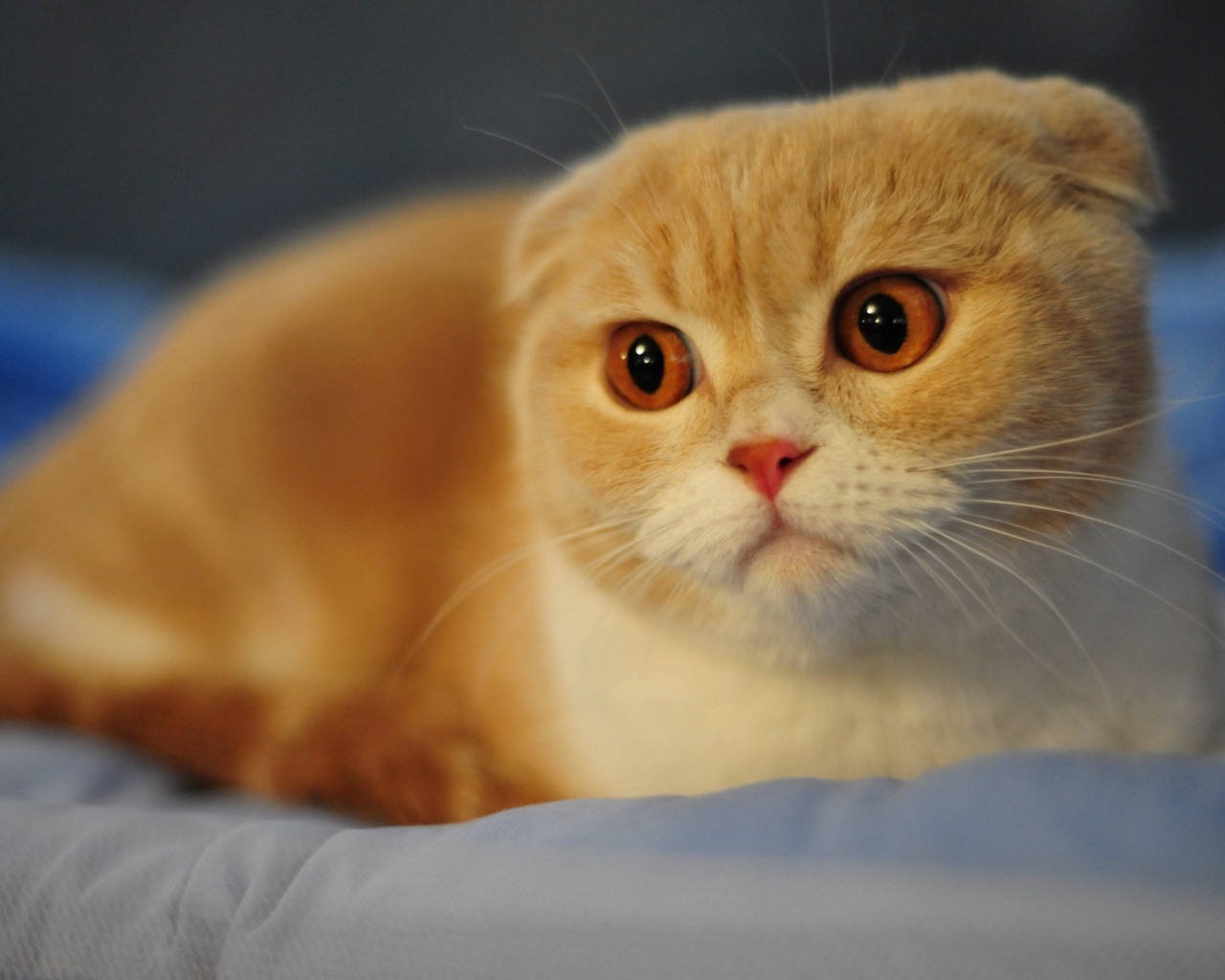 Красивый вислоухий рыжий кот