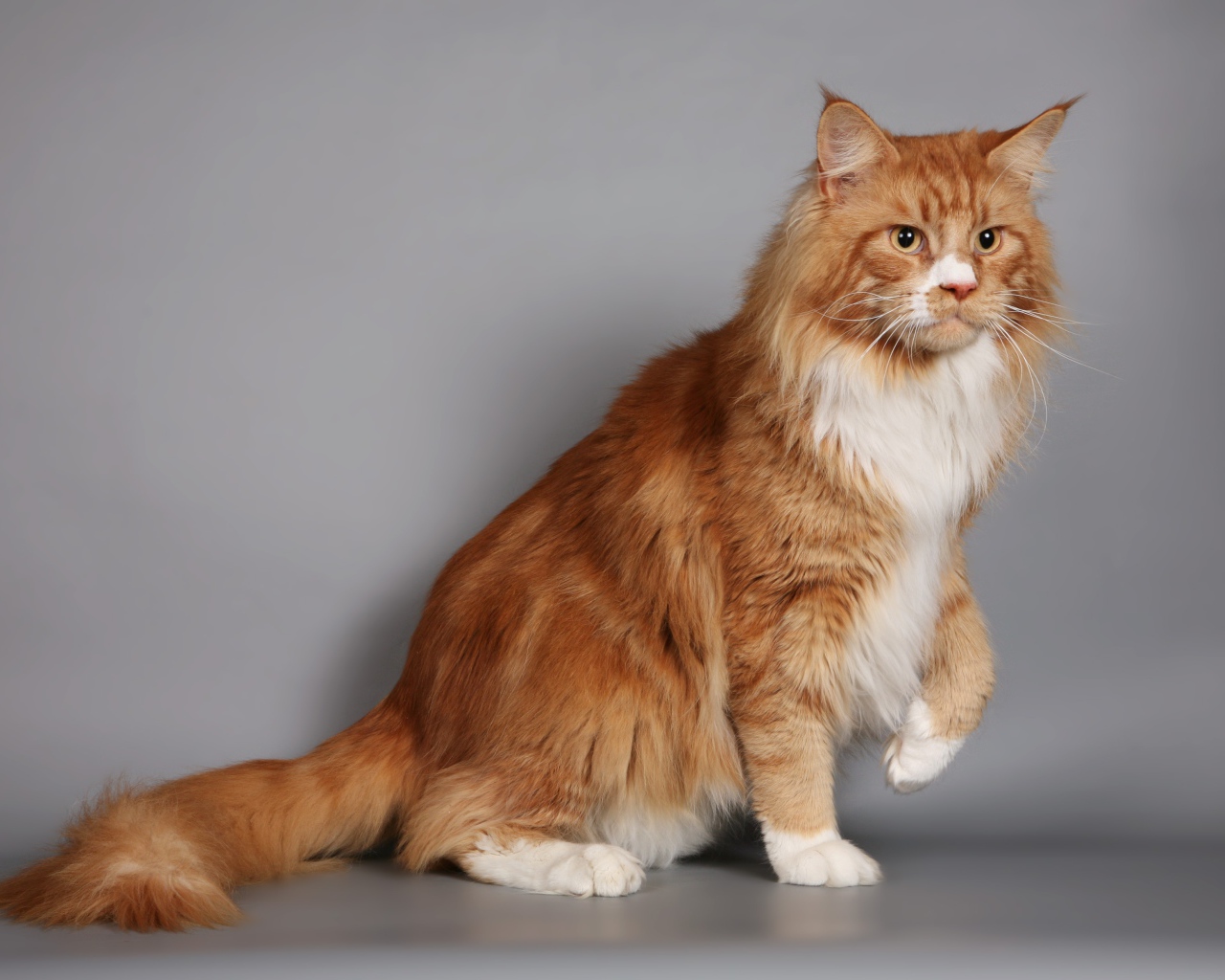 Красивый рыжий кот мейн-кун с белой грудкой