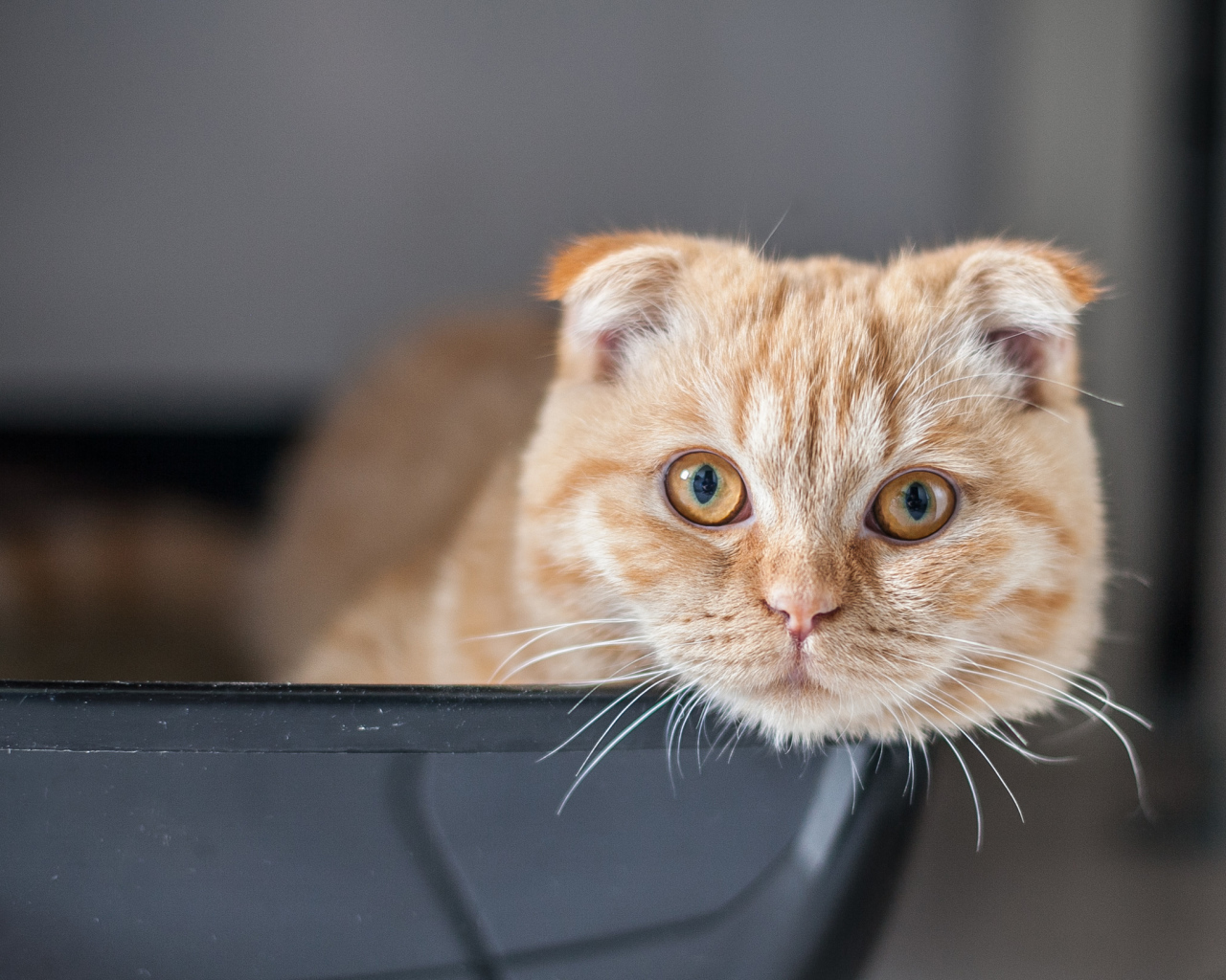 Рыжий красивый шотландский вислоухий кот