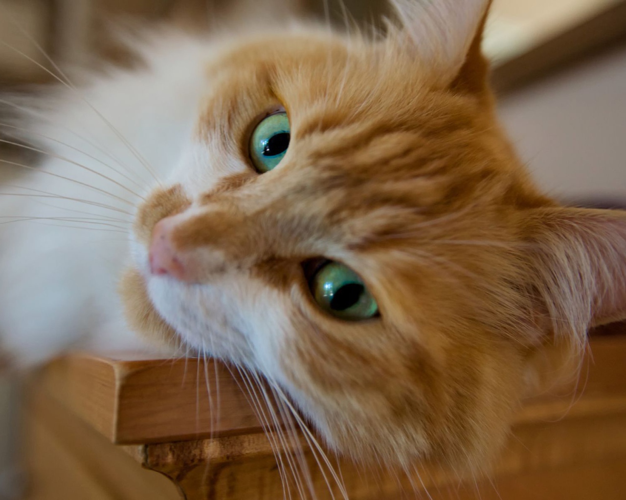 Красивый рыжий зеленоглазый кот мейн-кун крупным планом