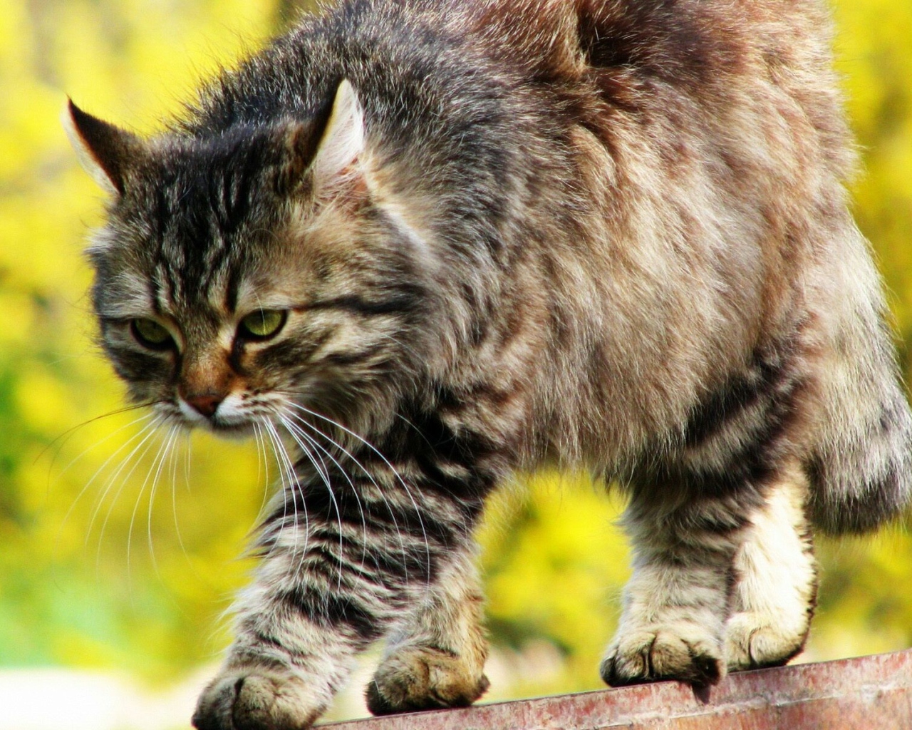 Красивый серьёзный сибирский кот