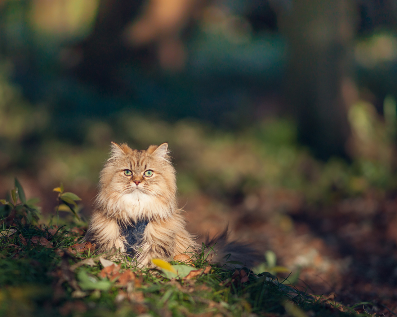 Красивый серьёзный кот в траве