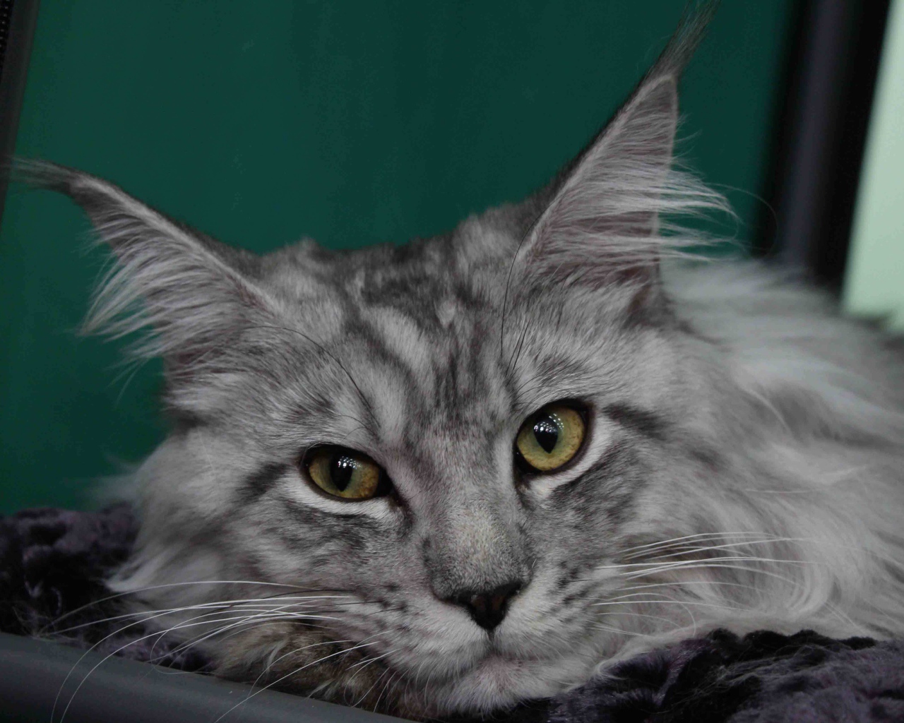 Серебристый красивый кот мейн-кун