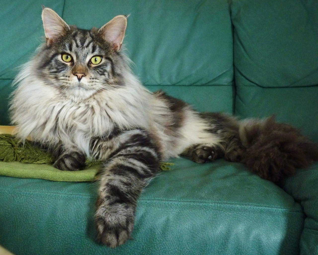 Beautiful silver Maine Coon cat on a sofa