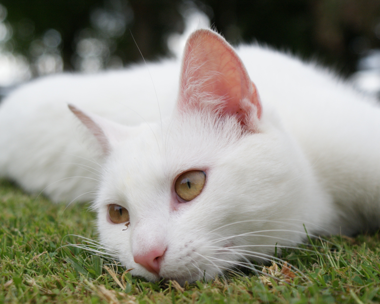 Красивый белый кот отдыхает на траве