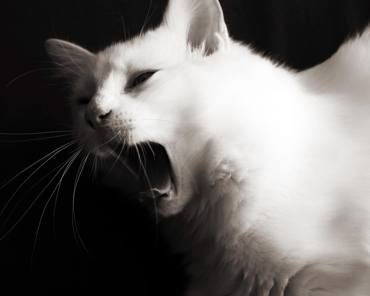 Красивый белый молодой кот зевает