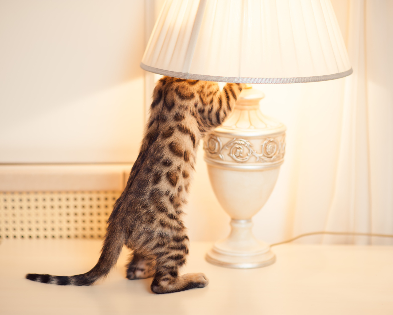 Бенгальский кот и лампа