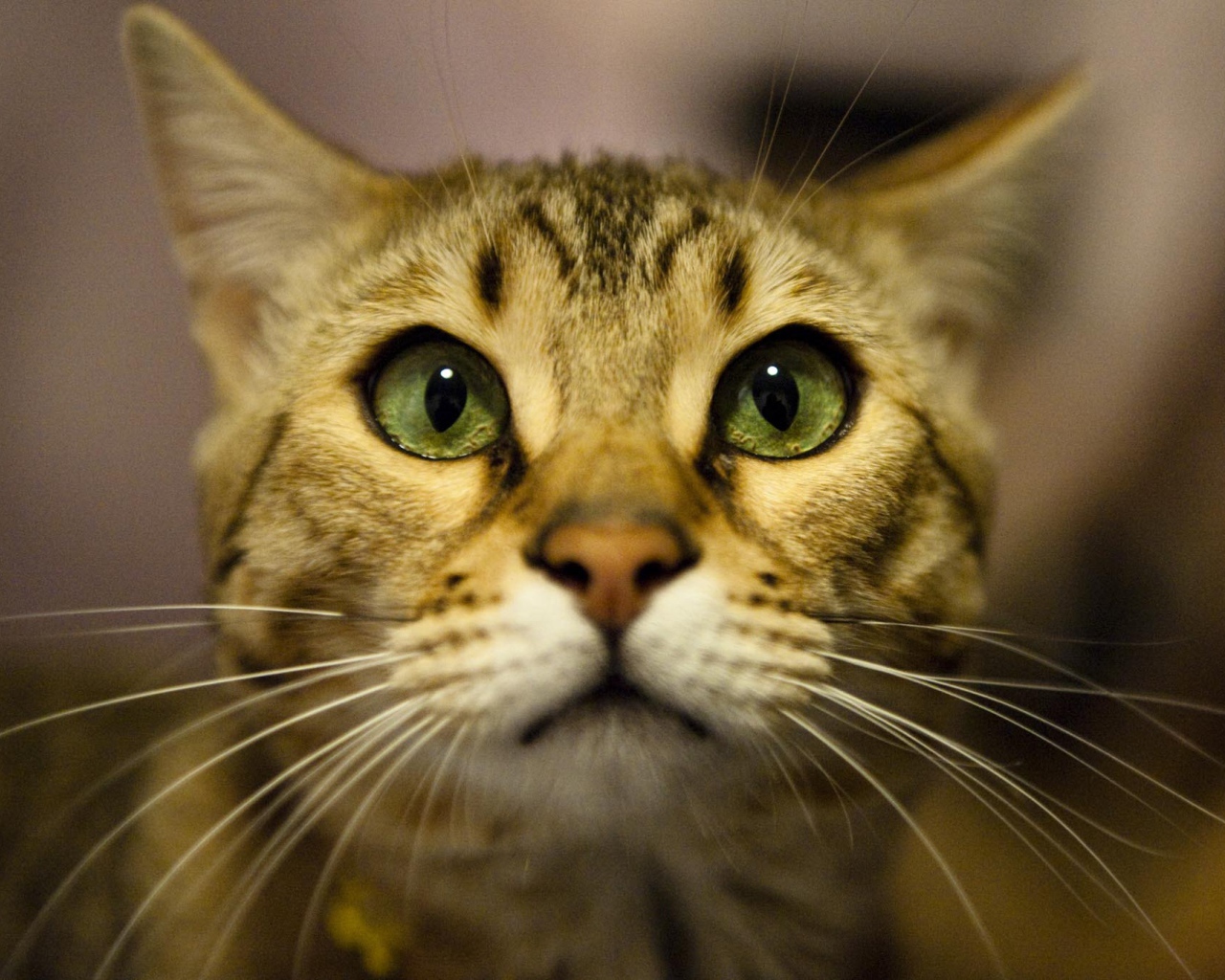 Бенгальский кот крупным планом