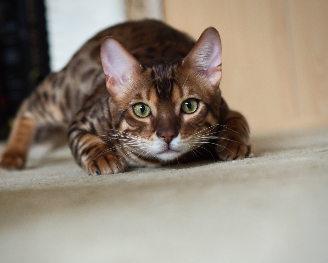 Бенгальский кот охотится