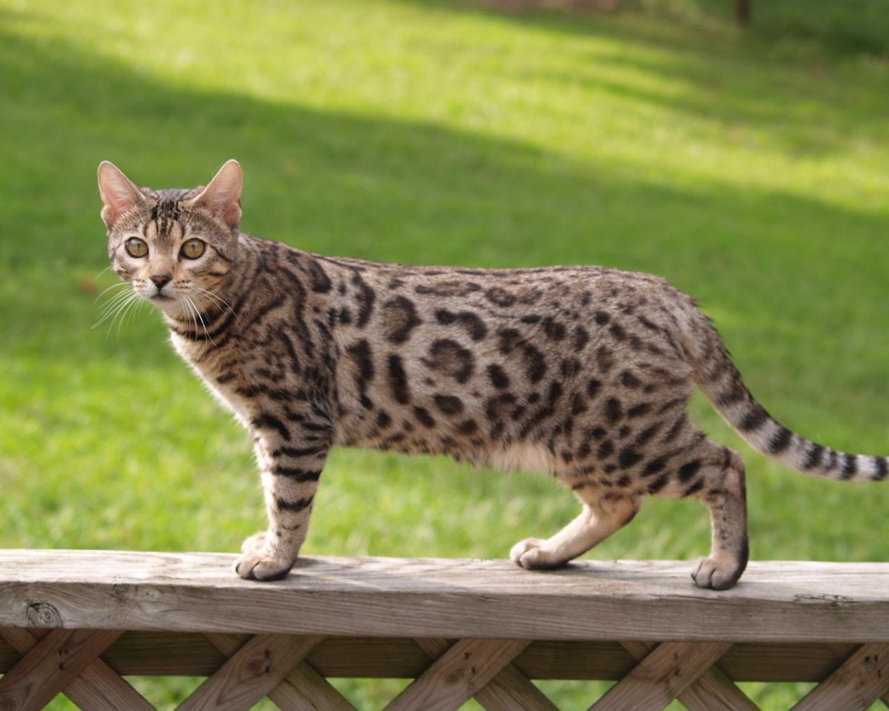 Бенгальский кот на заборе